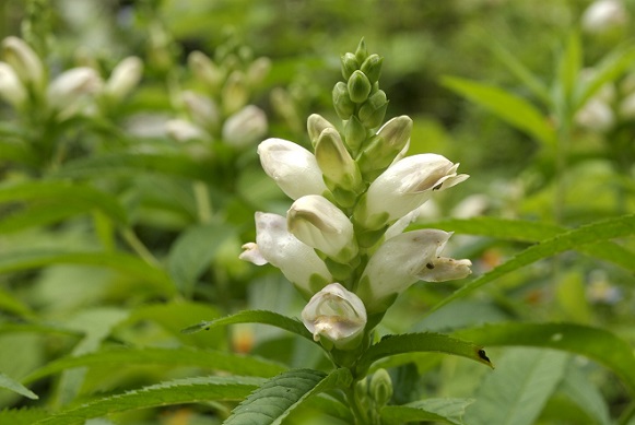 Chelone glabra estimulante