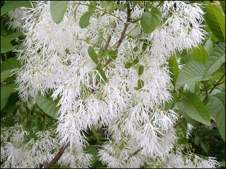 Chionanthus virginicus colagoga