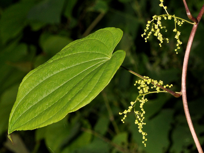 Dioscorea villosa hepatoprotector