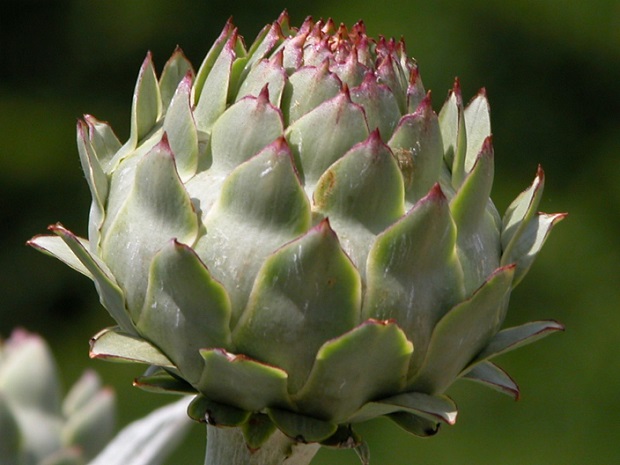 alcachofa