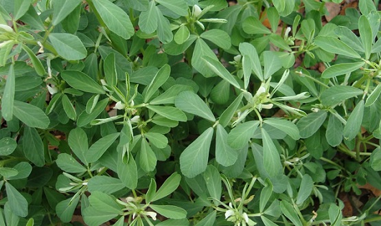alholva fenogreco emolientes