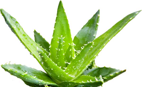 aloe antihelmintica