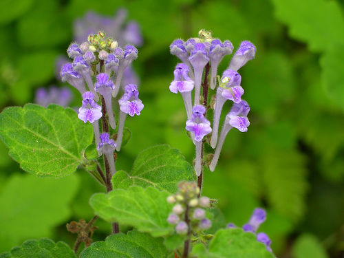 escutelaria antiespasmodica