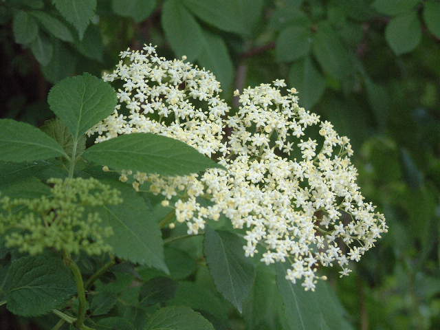flores sauco febrifugo