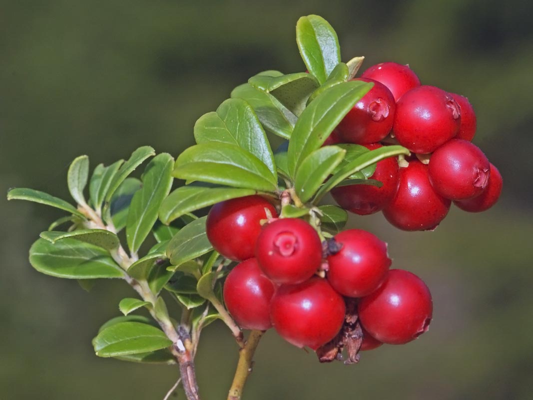 gayuba diuretica