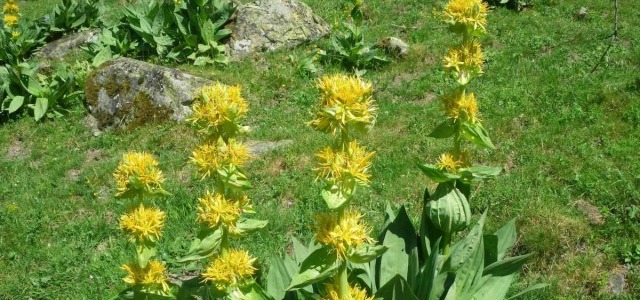 genciana sialagoga