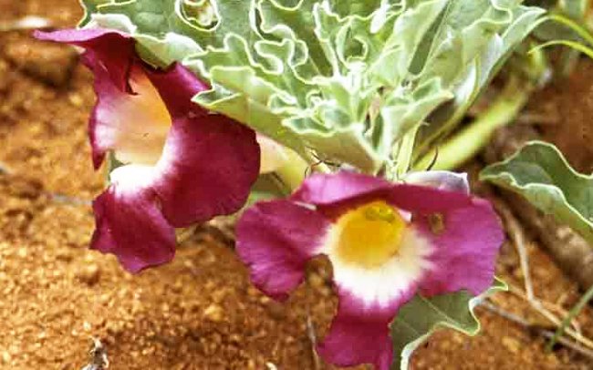 harpagofito antiinflamatorio