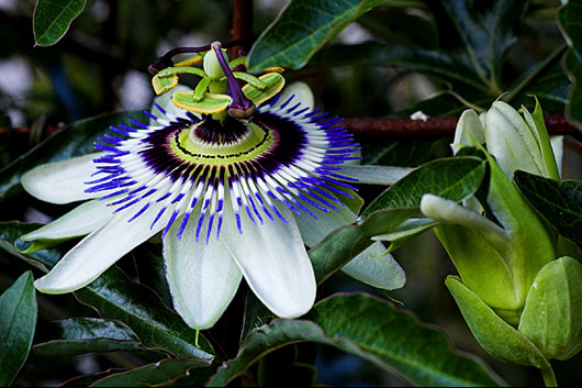 pasiflora hipnotica