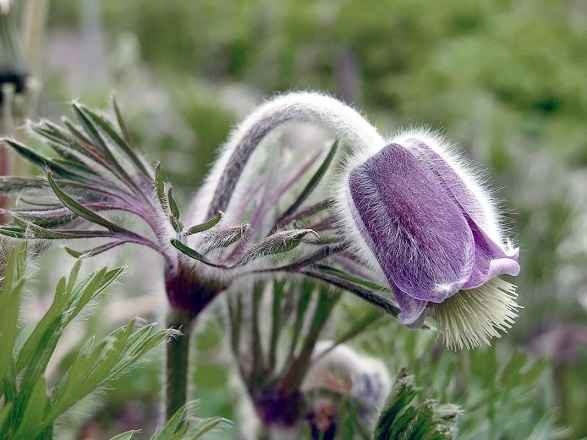 pulsatilla sedantes