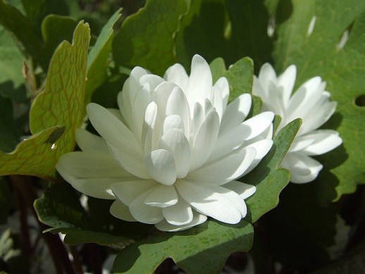 sanguinaria emetica