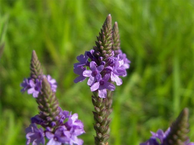 verbena antibiliosa