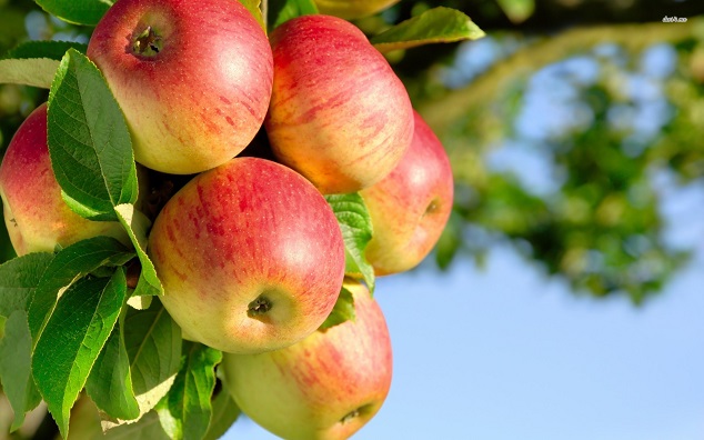 manzanas