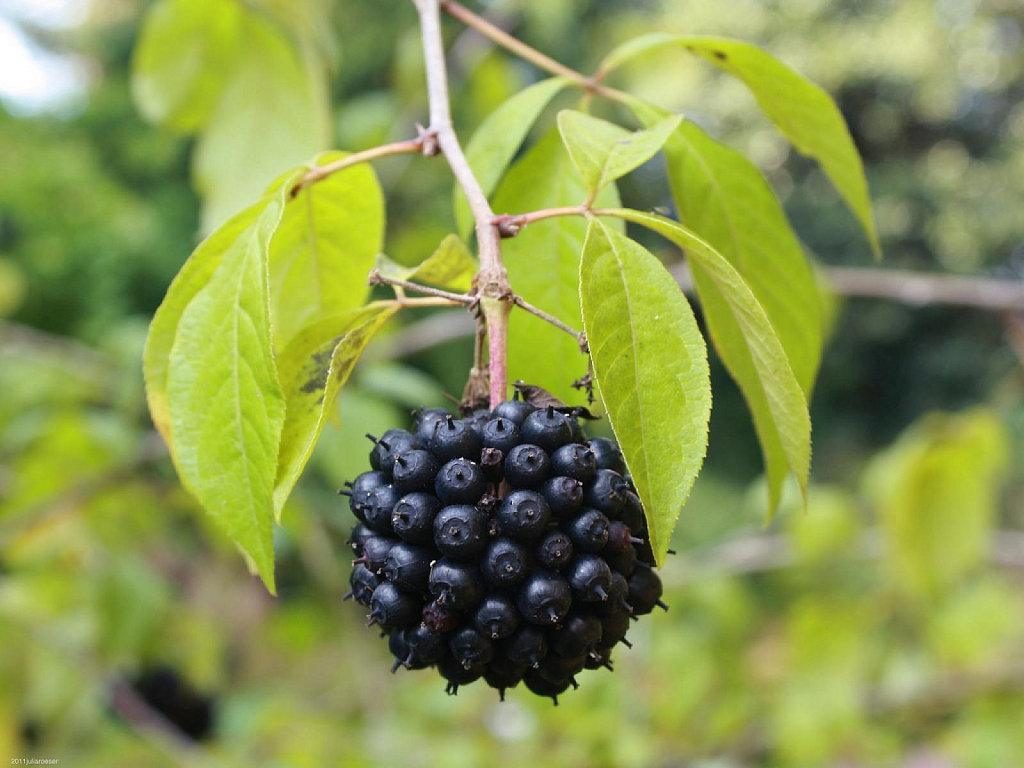 lista de plantas adaptogenas eleuterococo