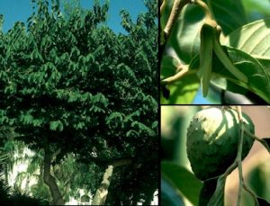 plantas-y-salud-annona-cherimola-2