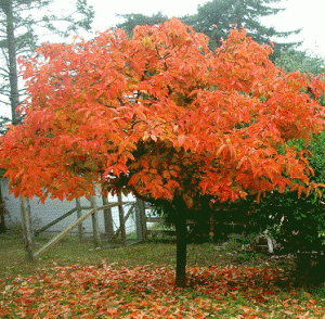diospyros-kaki-otono