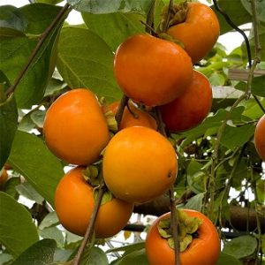 kaki-en-arbol