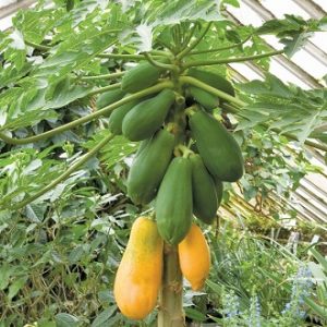 carica-papaya-fruta