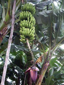 platanos-musa-x-paradisiaca
