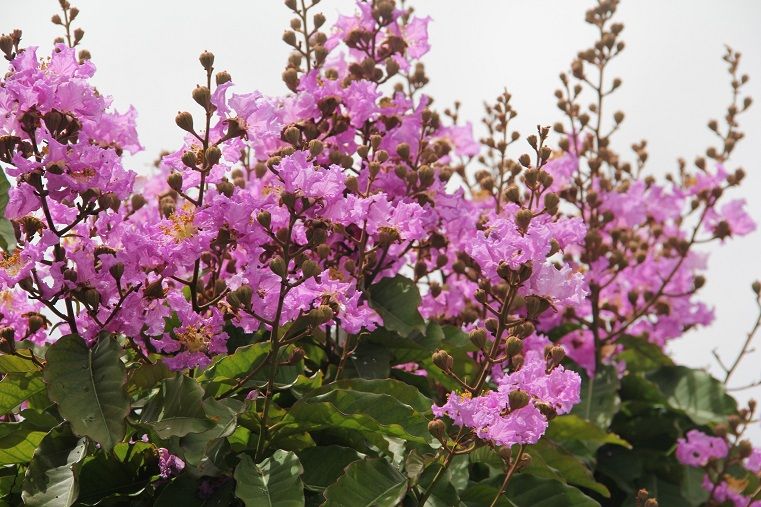 lagerstroemia-speciosa