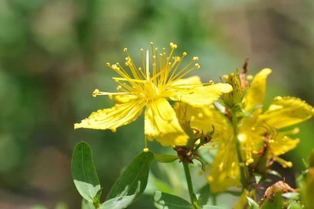 Hypericum_perforatum-menopausia