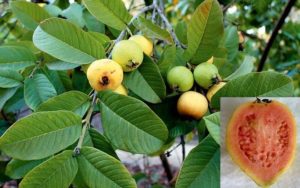 guayaba-hojas-fruta
