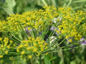 eneldo-Anethum-graveolens