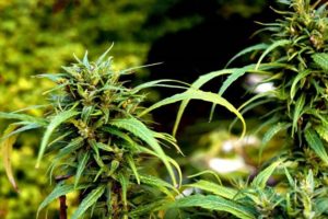 marihuana-cannabis-cogollos-